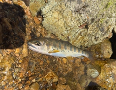 ヤマメの釣果