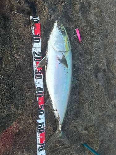 ワラサの釣果