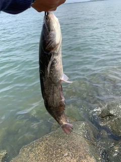 ナマズの釣果