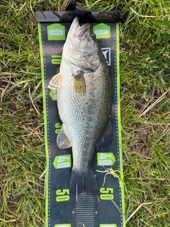 ラージマウスバスの釣果