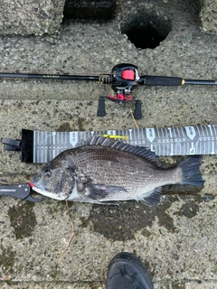 クロダイの釣果