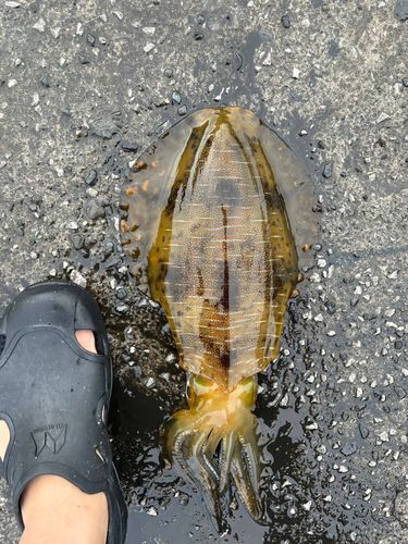 モイカの釣果