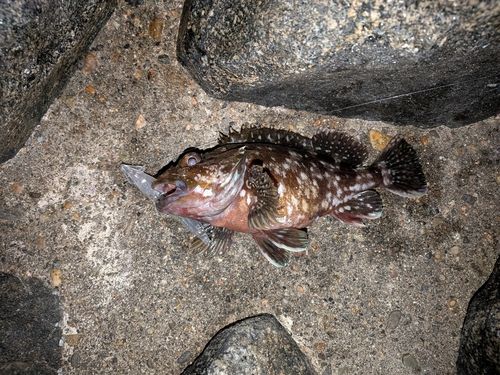 カサゴの釣果