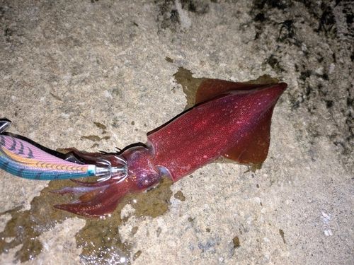 ケンサキイカの釣果