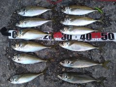 アジの釣果