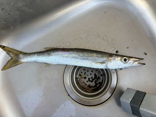 アカカマスの釣果