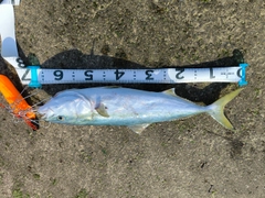 ワラサの釣果