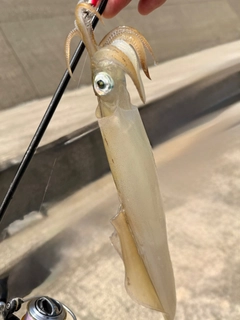 ヤリイカの釣果