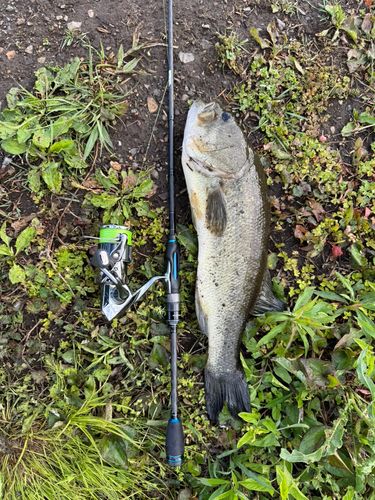 ラージマウスバスの釣果