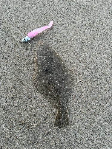 ソゲの釣果