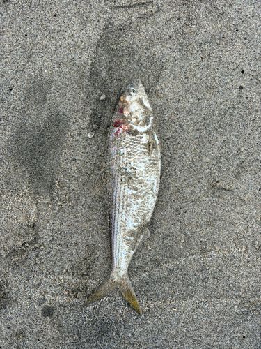 コノシロの釣果