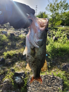 ラージマウスバスの釣果