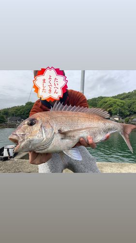 マダイの釣果