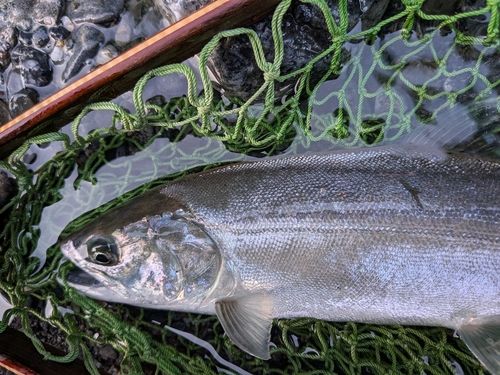 サツキマスの釣果