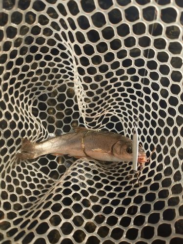 ウグイの釣果