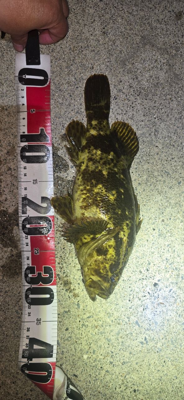 AbuGarcia ソルティースタイル ベイトフィネスカスタム STBC-792LT-KR