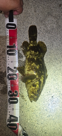 ベッコウゾイの釣果