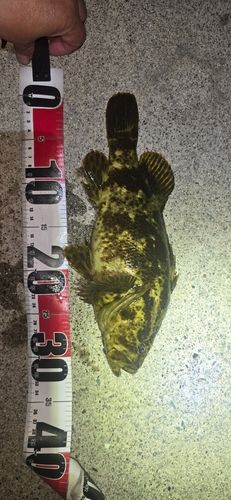 ベッコウゾイの釣果