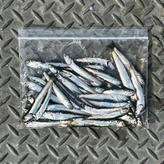 カタクチイワシの釣果