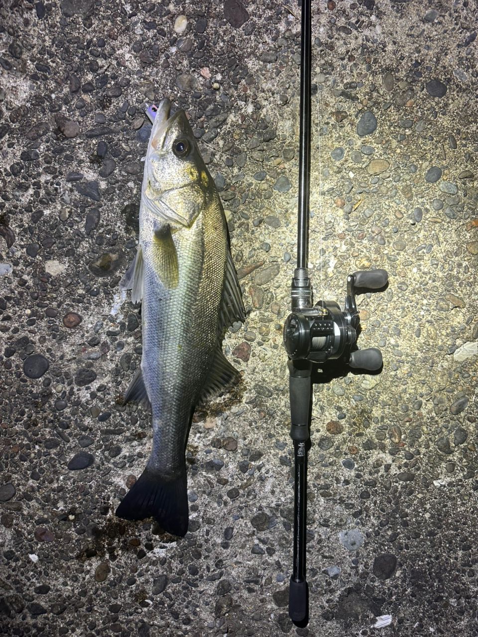 AbuGarcia ソルティーステージ プロトタイプ ベイトフィネスの最安値
