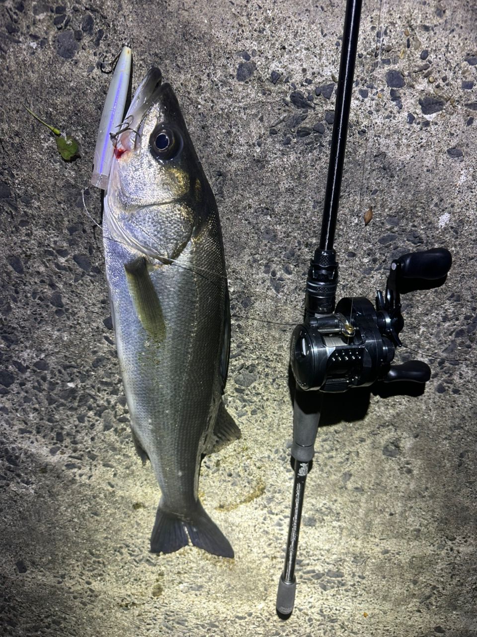 AbuGarcia ソルティーステージ プロトタイプ ベイトフィネスの最安値