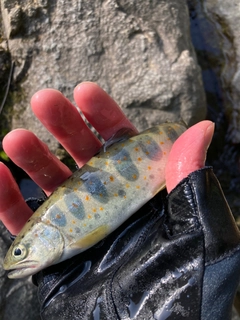 アマゴの釣果