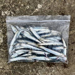 カタクチイワシの釣果