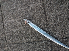 タチウオの釣果