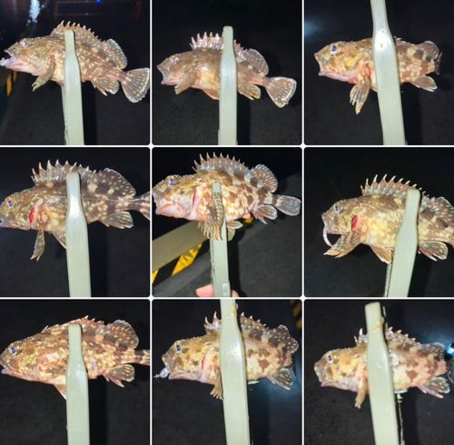 カサゴの釣果