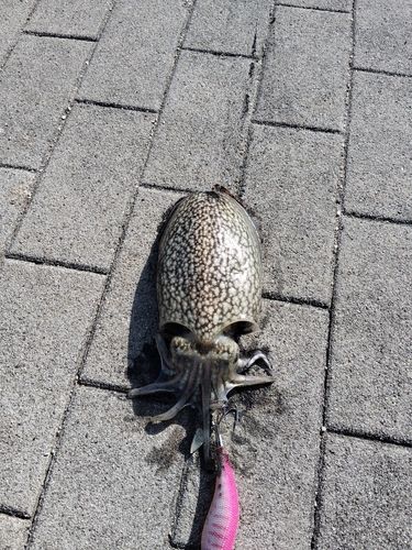 コウイカの釣果