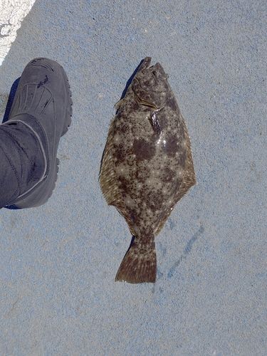 ヒラメの釣果