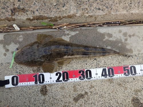 マゴチの釣果