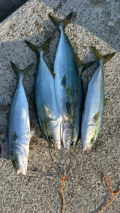 ツバスの釣果
