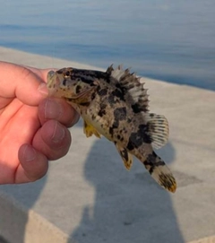 タケノコメバルの釣果