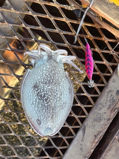 シリヤケイカの釣果