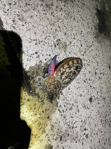 コウイカの釣果