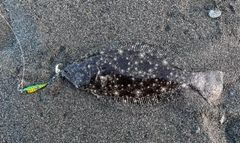 ソゲの釣果