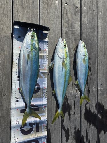 イナダの釣果