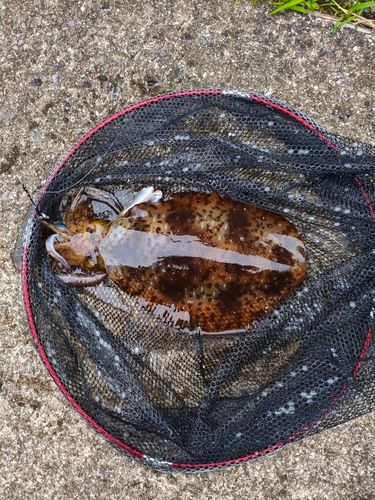 ミズイカの釣果