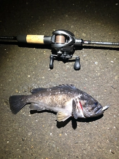クロソイの釣果