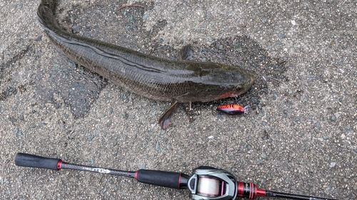 ライギョの釣果