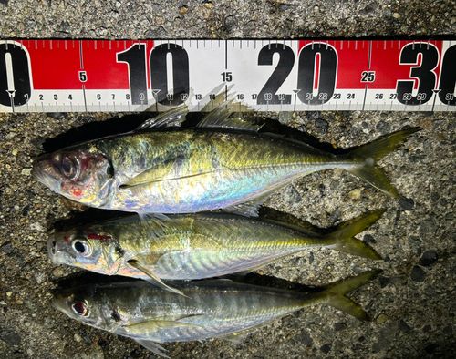 アジの釣果