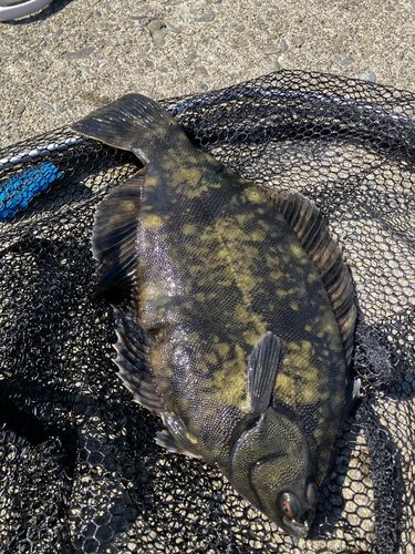 クロガシラガレイの釣果