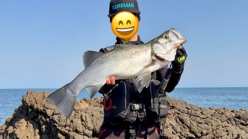 ヒラスズキの釣果