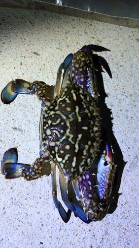 タイワンガザミの釣果