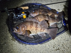 メバルの釣果