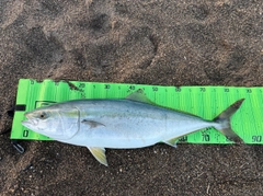 ブリの釣果