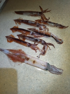 スルメイカの釣果
