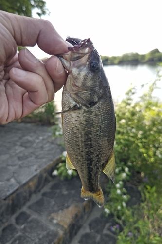 ラージマウスバスの釣果