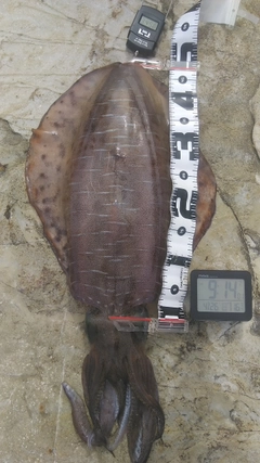 アオリイカの釣果